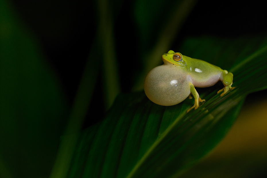 An arboreal frog Philautus jayarami calls for potential mates. It uses its vocal sac to amplify the calls.